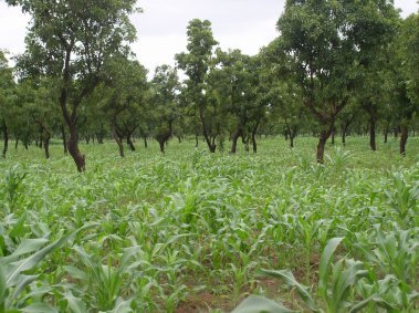 Agroforesterie et agriculture climato-intelligente