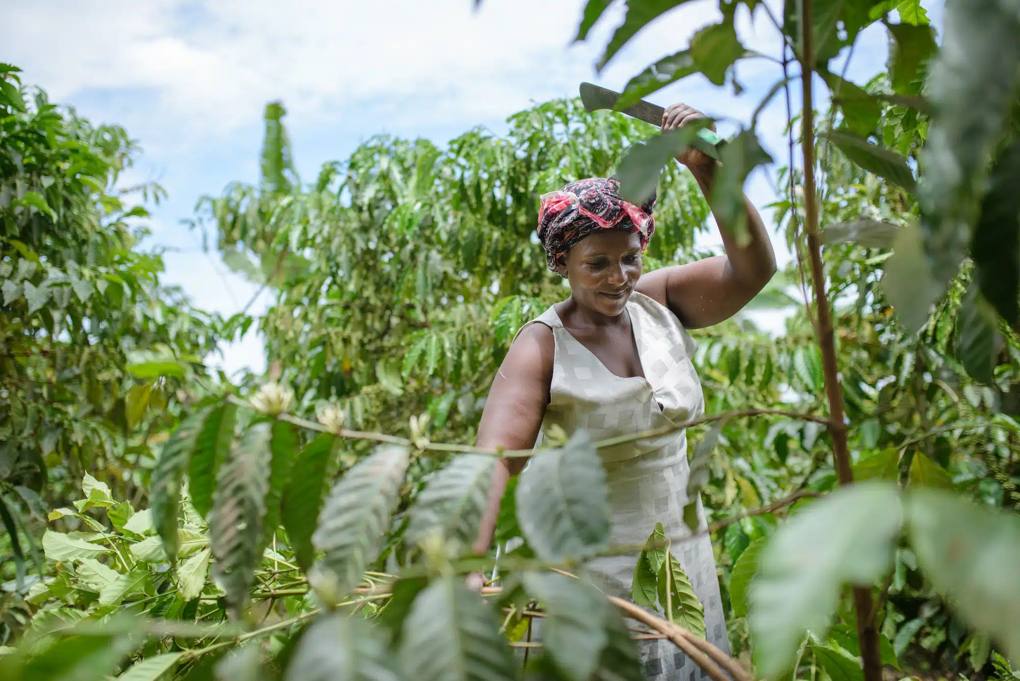 Déforestation et agriculture